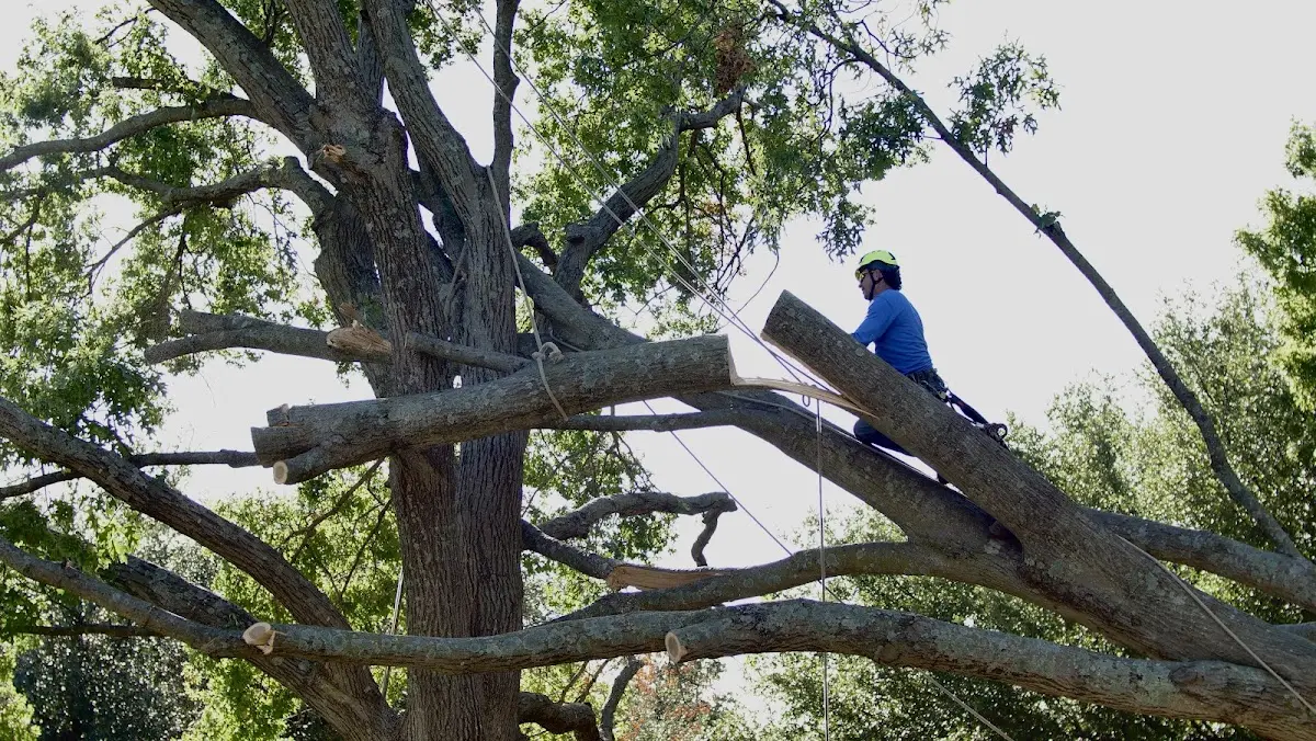 Professional Crown Thinning performed by certified arborists in Booth