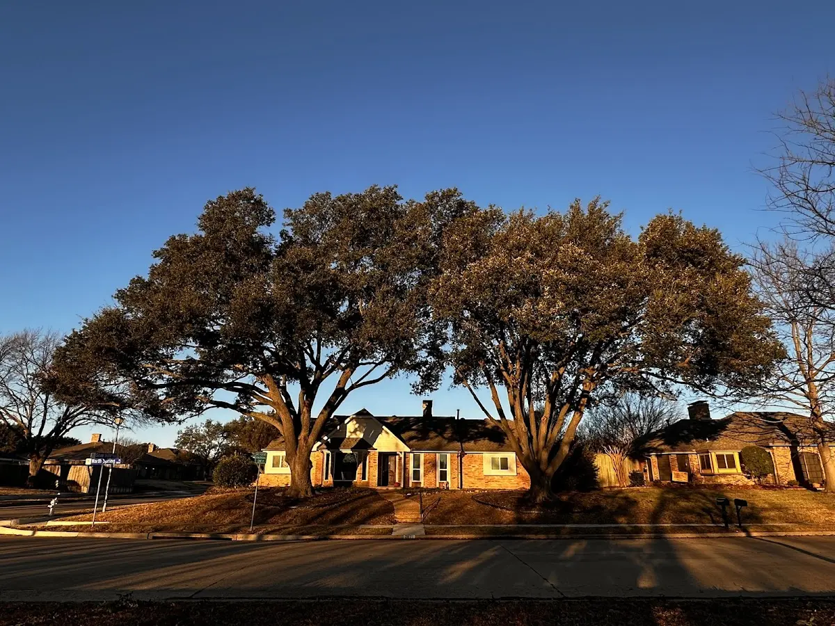 Established residential canopy tree shading a home in Booth